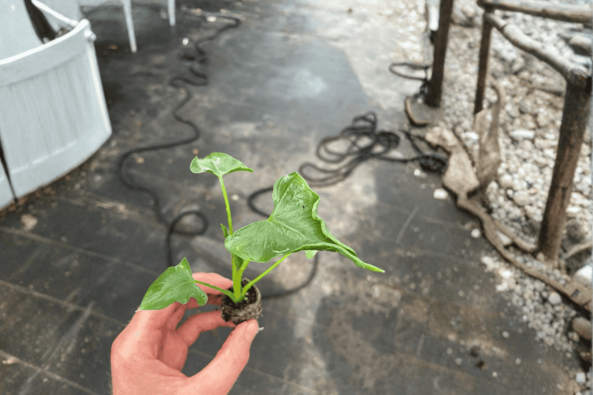 Alocasia Triangularis Starter Plants – 2 Live Bare Root
