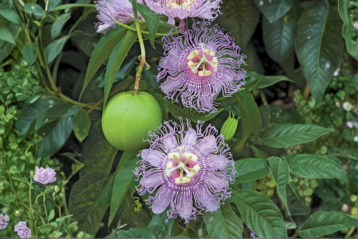 Maypop Passion Flower Passiflora incarnata - 1 Gallon Live Plant, Purple Blooms, Climbing Vine