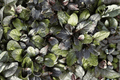 Ajuga reptans ‘Bronze Beauty’ - Bronze Beauty Carpet Bugle Live Plant, 4-Inch Pot