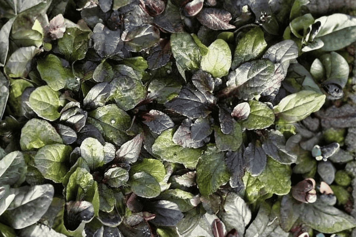 Ajuga reptans ‘Bronze Beauty’ - Bronze Beauty Carpet Bugle Live Plant, 4-Inch Pot