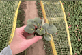 Apache Redcoats African Violet Starter Plants (Streptocarpus ionanthus) - 2 Starter Plants