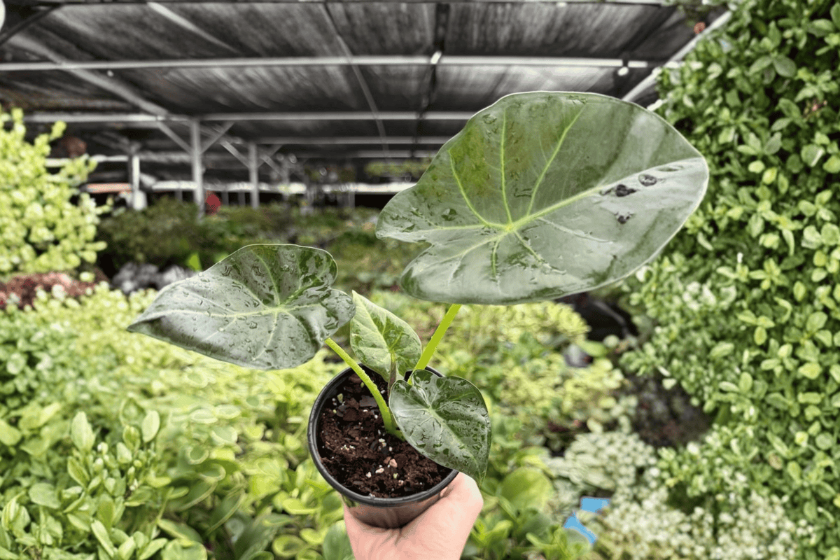 Alocasia Regal Shields - 2 Live Plants in 4-Inch Pots