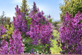 Pocahontas Lilac Live Plant (4-Inch Pot) Syringa x hyacinthiflora Deep Purple Early Spring Fragrant Shrub