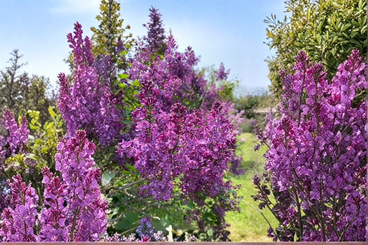 Pocahontas Lilac Live Plant (4-Inch Pot) Syringa x hyacinthiflora Deep Purple Early Spring Fragrant Shrub