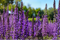 Caradonna Salvia Nemorosa Live Plants - 3 Rooted Starters in 1 Qt Pots