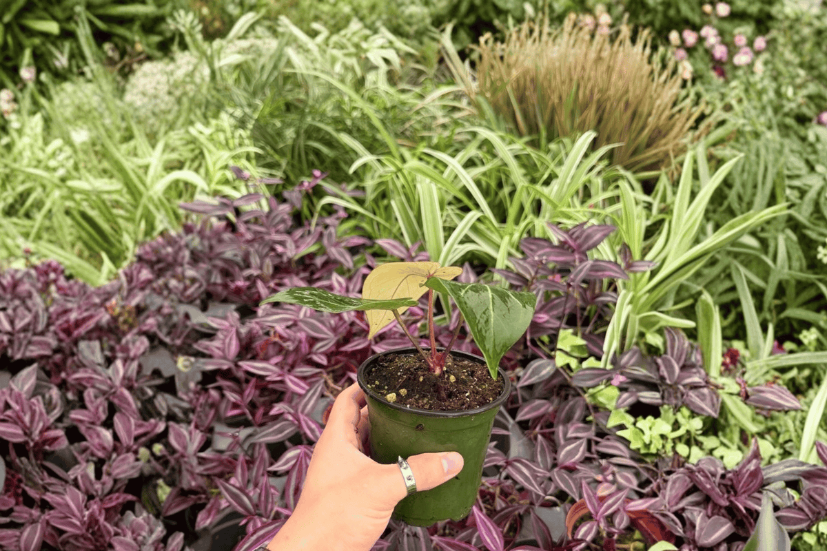 Anthurium Crystal Golden 2 Live Plants - 4-Inch Bare Root