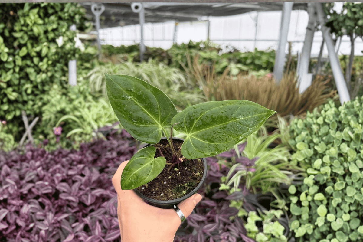 Anthurium FS (Fort Sherman) × Goliath - 2 Live 4-Inch Potted Hybrid Anthuriums