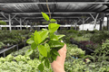 Hoya Jade 2 Live Plants - 4-Inch Bare Root (Exact Plants pictured)
