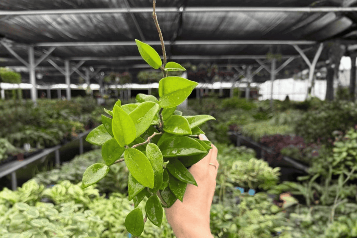 Hoya Jade 2 Live Plants - 4-Inch Bare Root (Exact Plants pictured)