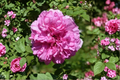 Scented Pink English Rose Seeds - 20 Seed Pack for Outdoors