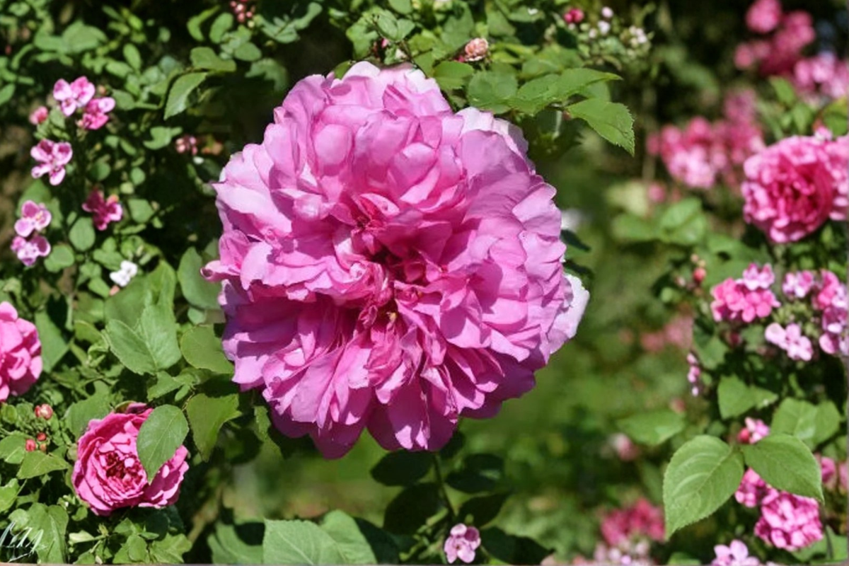 Scented Pink English Rose Seeds - 20 Seed Pack for Outdoors