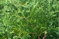 Nigra Arborvitae Thuja occidentalis ‘Nigra’ - Live Quad Pot Quart Pot Evergreen Privacy Hedge