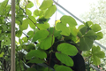 Orchid Tree Live Plant in 4-Inch Cell | Bauhinia spp. Tropical Flowering Tree