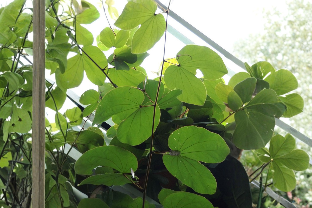 Orchid Tree Live Plant in 4-Inch Cell | Bauhinia spp. Tropical Flowering Tree