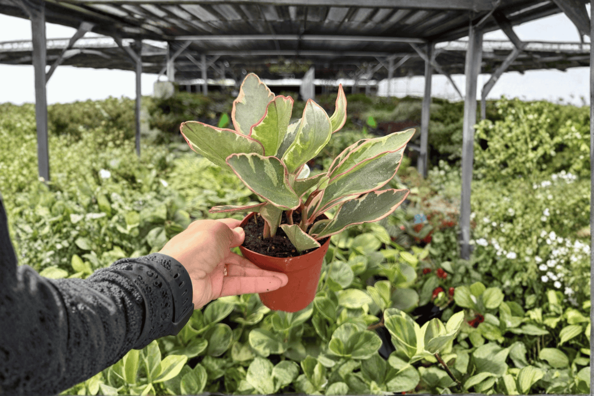 Peperomia Ginny 2 Live Plants - 4-Inch Pots | Peperomia clusiifolia ‘Ginny’