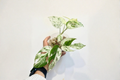 Epipremnum Marble Flame Pothos – Rooted Cutting in 3-Inch Pot