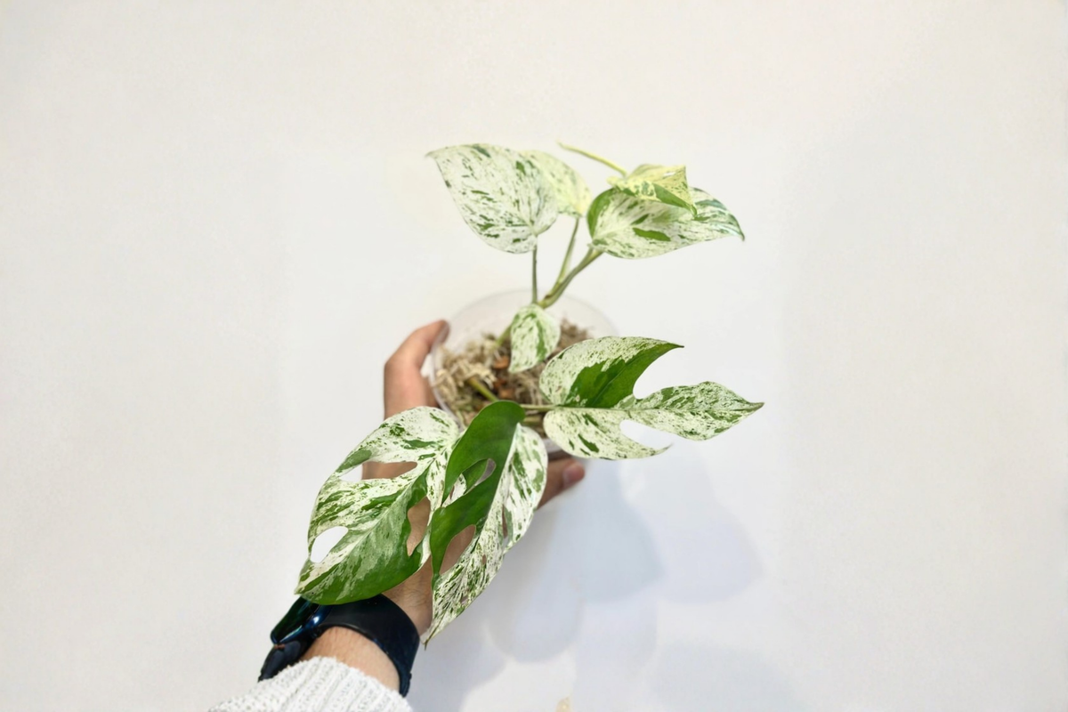 Epipremnum Marble Flame Pothos – Rooted Cutting in 3-Inch Pot