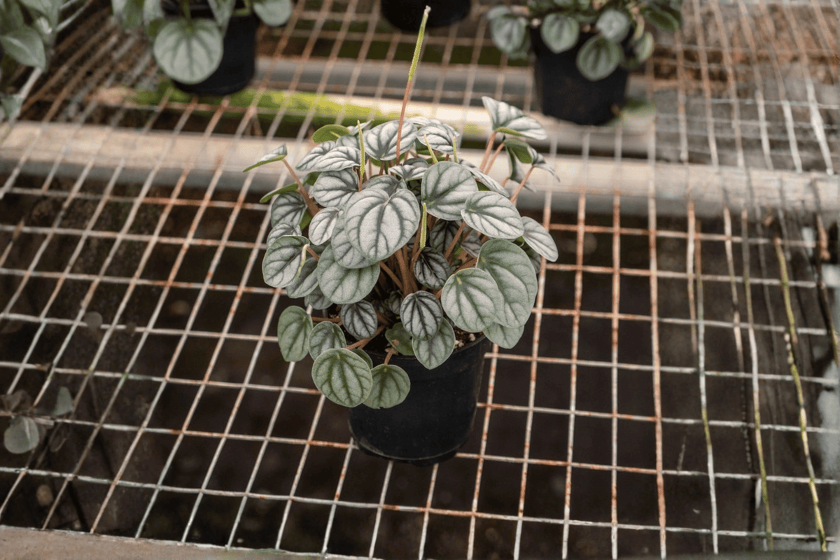 Peperomia Little Toscani Starter Plants (2) – In Soil Pods, 2-Inch Size