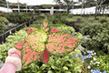 Aglaonema KumKoom - 2 Live Plants in 4-inch Pots (Exact Plants)