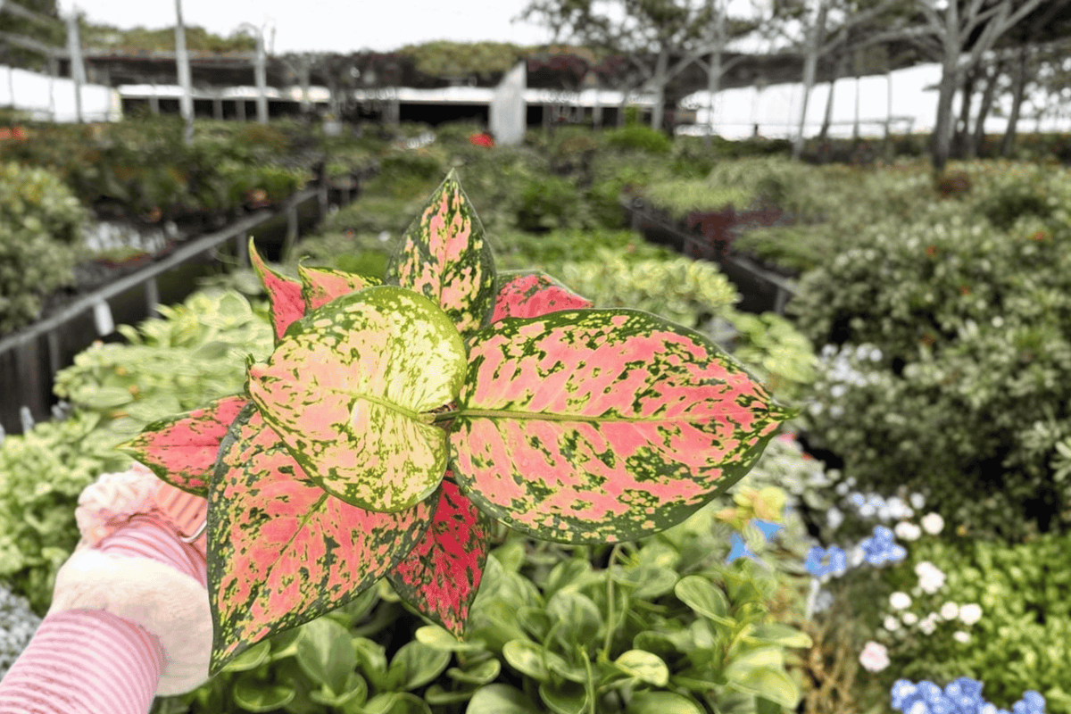 Aglaonema KumKoom - 2 Live Plants in 4-inch Pots (Exact Plants)