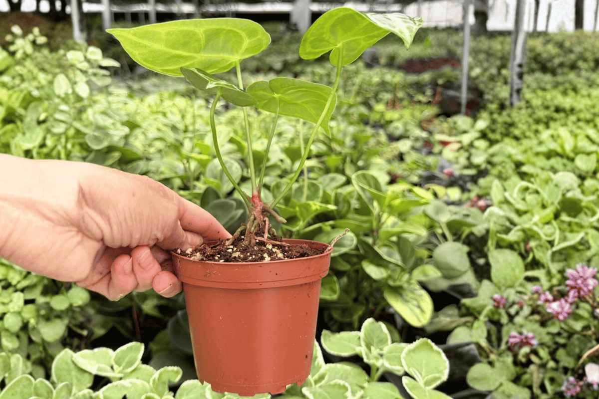 Anthurium Hoffmannii x Green Mamba Live Plants – 4-Inch Pots (2 Batches)