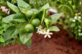 Key Lime Tree Live Plant Citrus × aurantiifolia - 2 Ft Tall, 2 Years Old, Shipped Without Pot