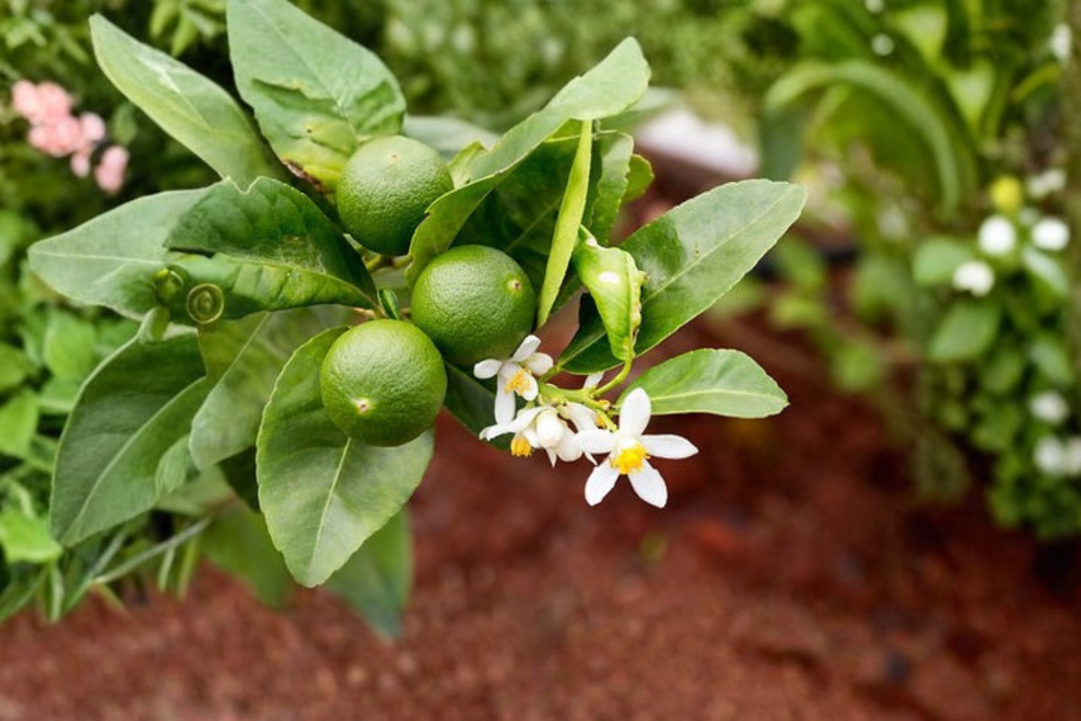 Key Lime Tree Live Plant Citrus × aurantiifolia - 2 Ft Tall, 2 Years Old, Shipped Without Pot