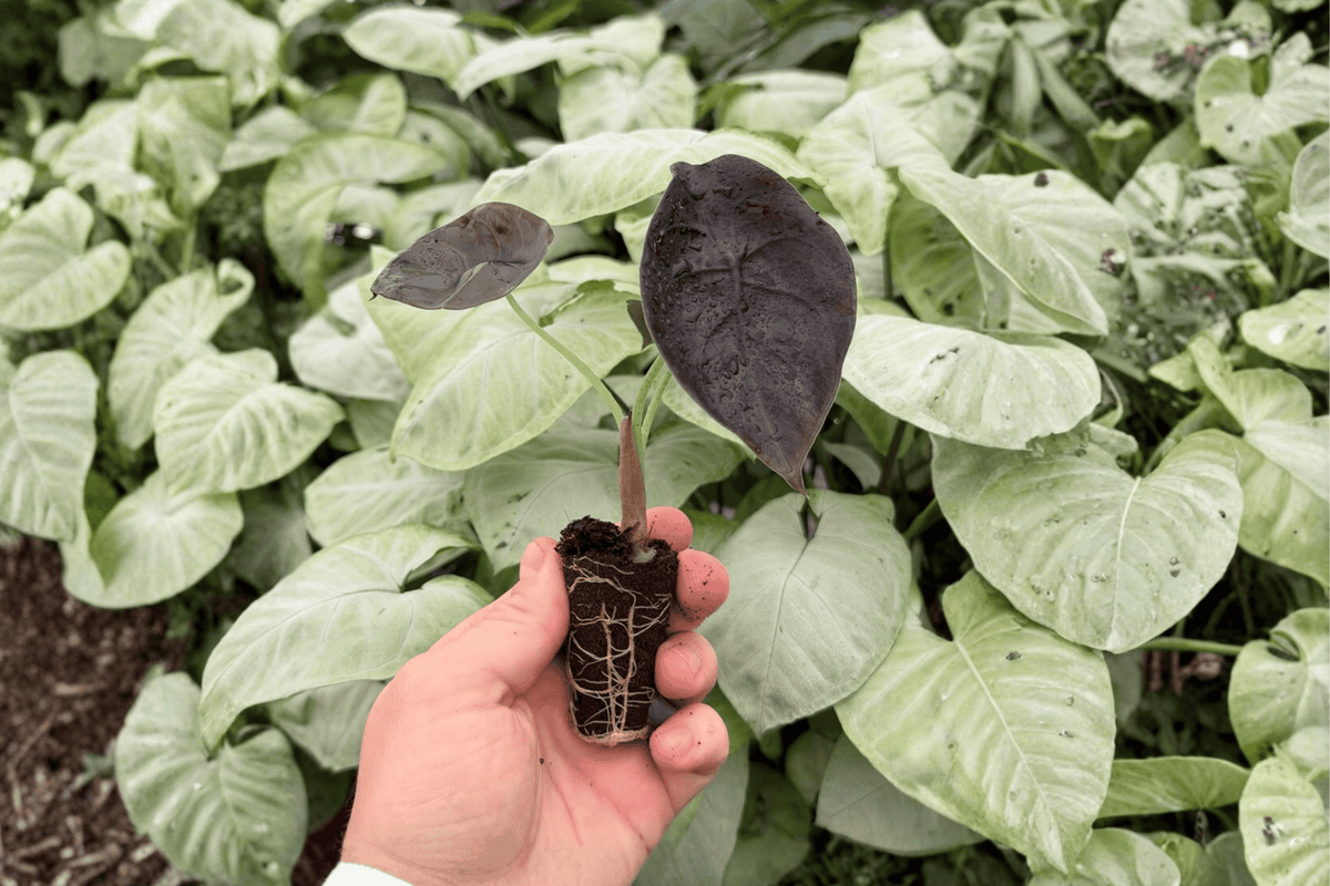 Alocasia cuprea ‘Red Secret’ Live Starter Plants – 2 Exact Plants