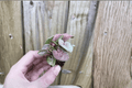 Syngonium Neon Robusta Starter Plants – 2-Pack, Bare Root