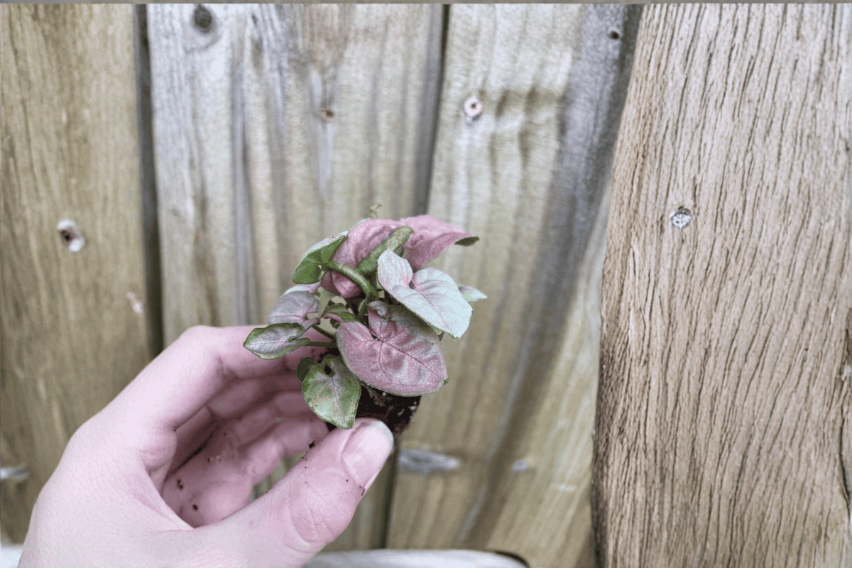 Syngonium Neon Robusta Starter Plants – 2-Pack, Bare Root