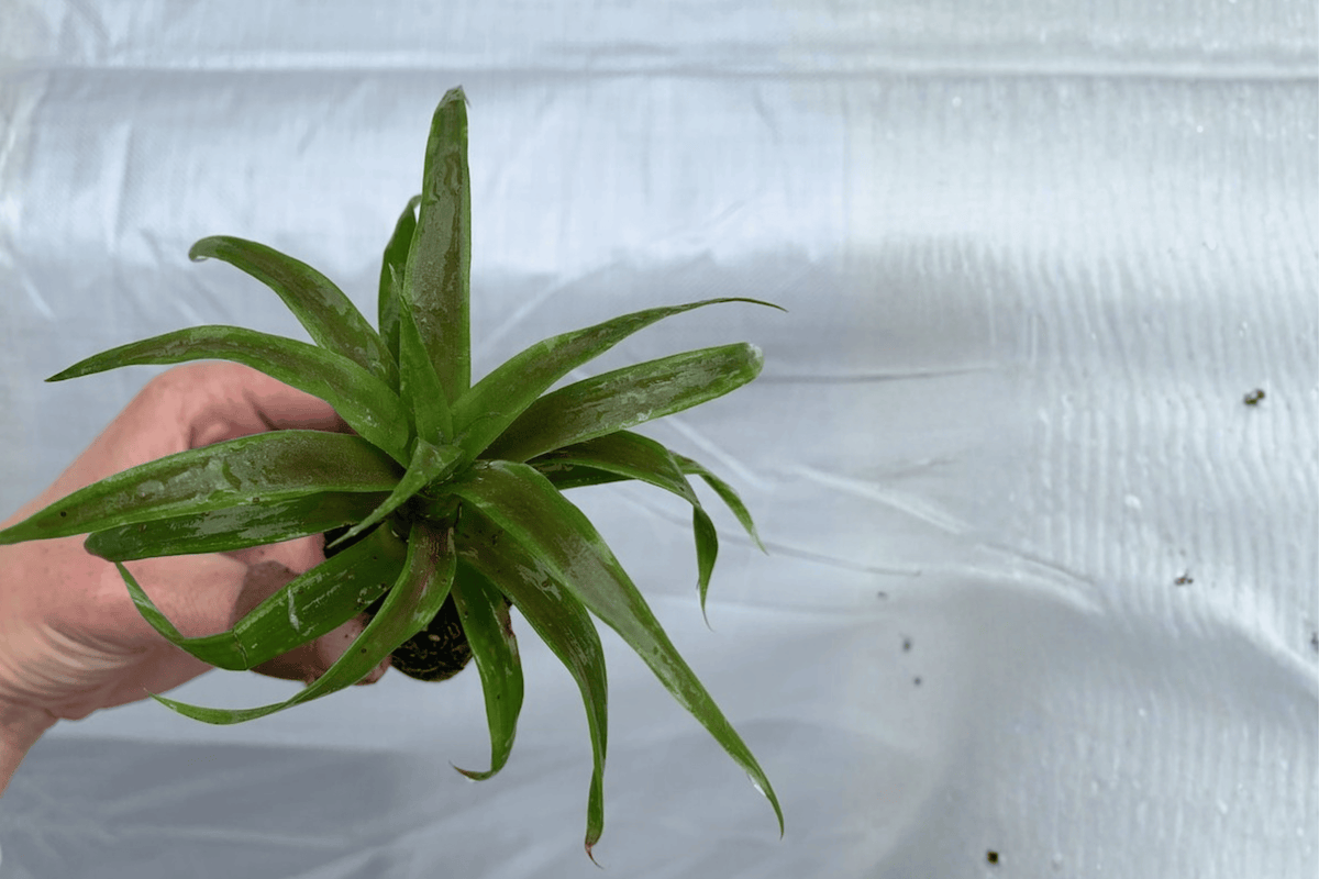 White Jade Pineapple Starter Plants (Ananas comosus) – 2 Live Starter Plants