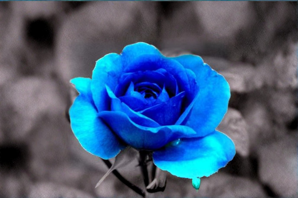 Ghost Blue Rose Seeds - 30 Seeds, Ornamental Flowering Shrub for Outdoor Gardens