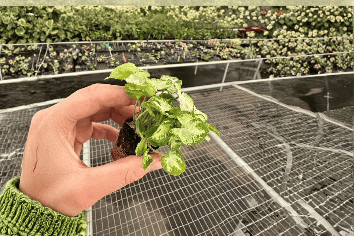 Syngonium Shorty Live Starter Plants – 2-Pack, Bare Root