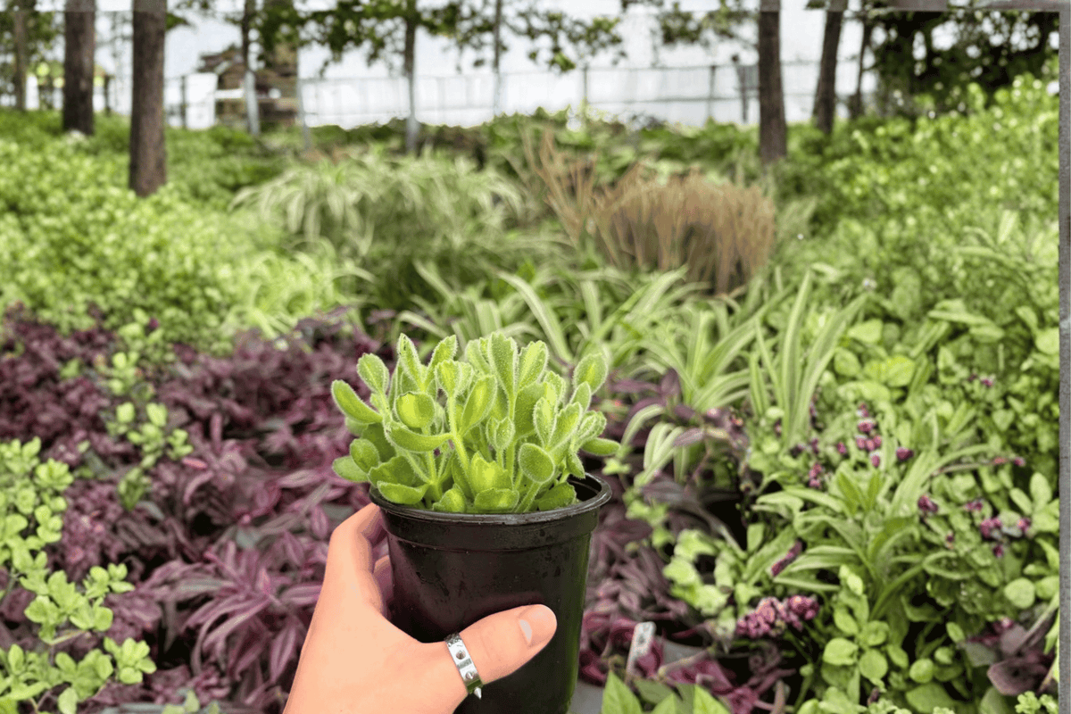Variegated Bear Paw Cotyledon tomentosa 'Variegata' - 2 Live 4-Inch Pots