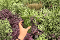 Anthurium Hoffmannii × Red HU - 2 Exact Live Plants in 4-Inch Pots