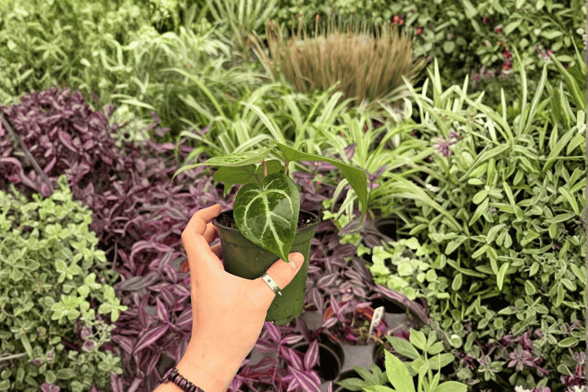 Anthurium Hoffmannii × Red HU - 2 Exact Live Plants in 4-Inch Pots
