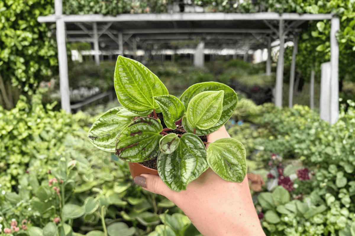 Peperomia Dragon Skin - 2 Live Plants in 4-Inch Pots