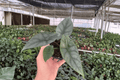 Alocasia Silver Wings Live Plants (2) in 4-Inch Pots – Alocasia scalprum × Silver Dragon Hybrid