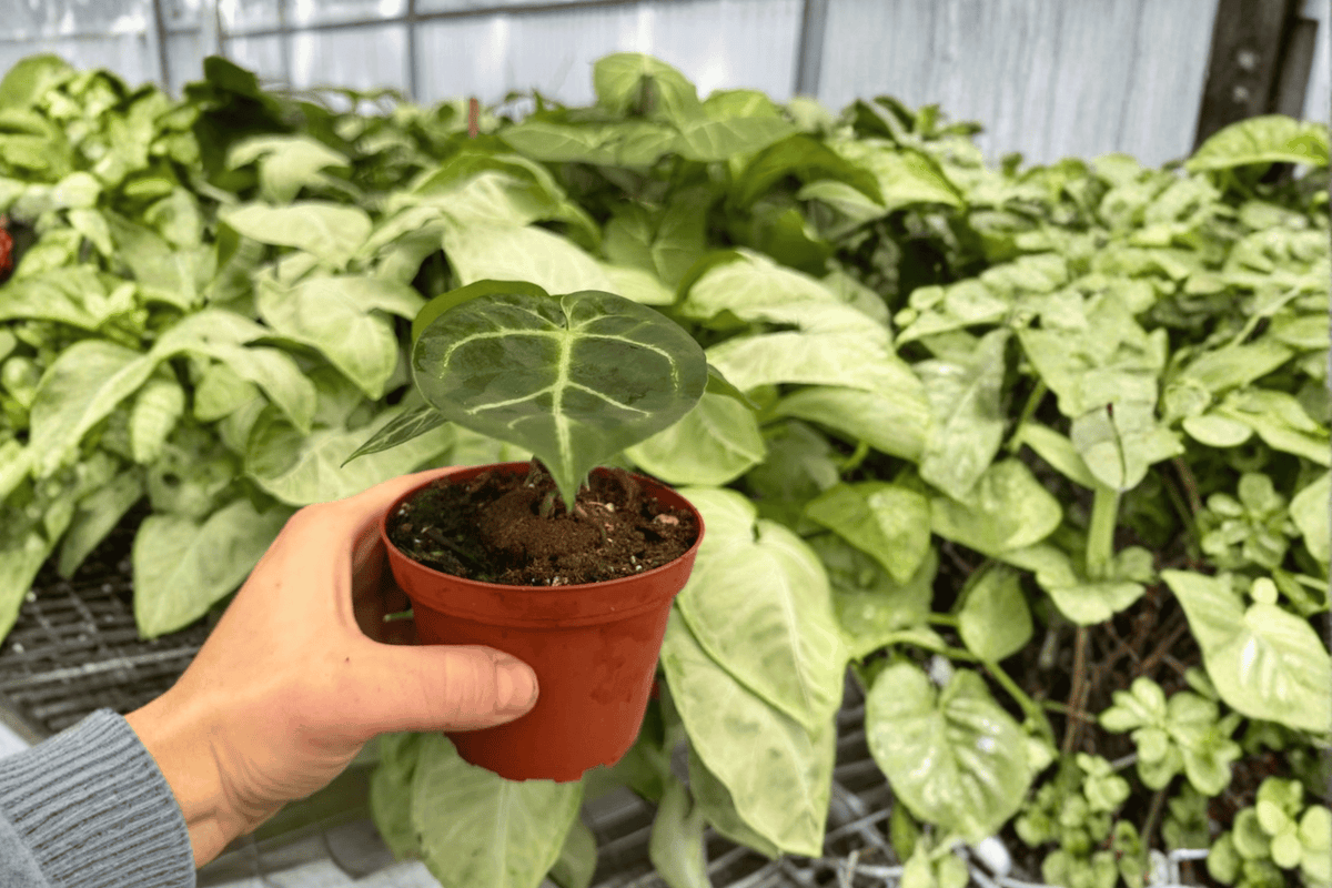 Anthurium Papillilaminum x Manila Fried - 2 Exact Live Plants in 4-Inch Pots