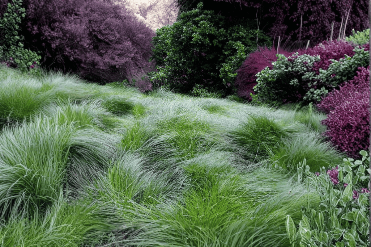 Clustered Field Sedge (Carex praegracilis) – 1 Live Plant in 4-Inch Pot
