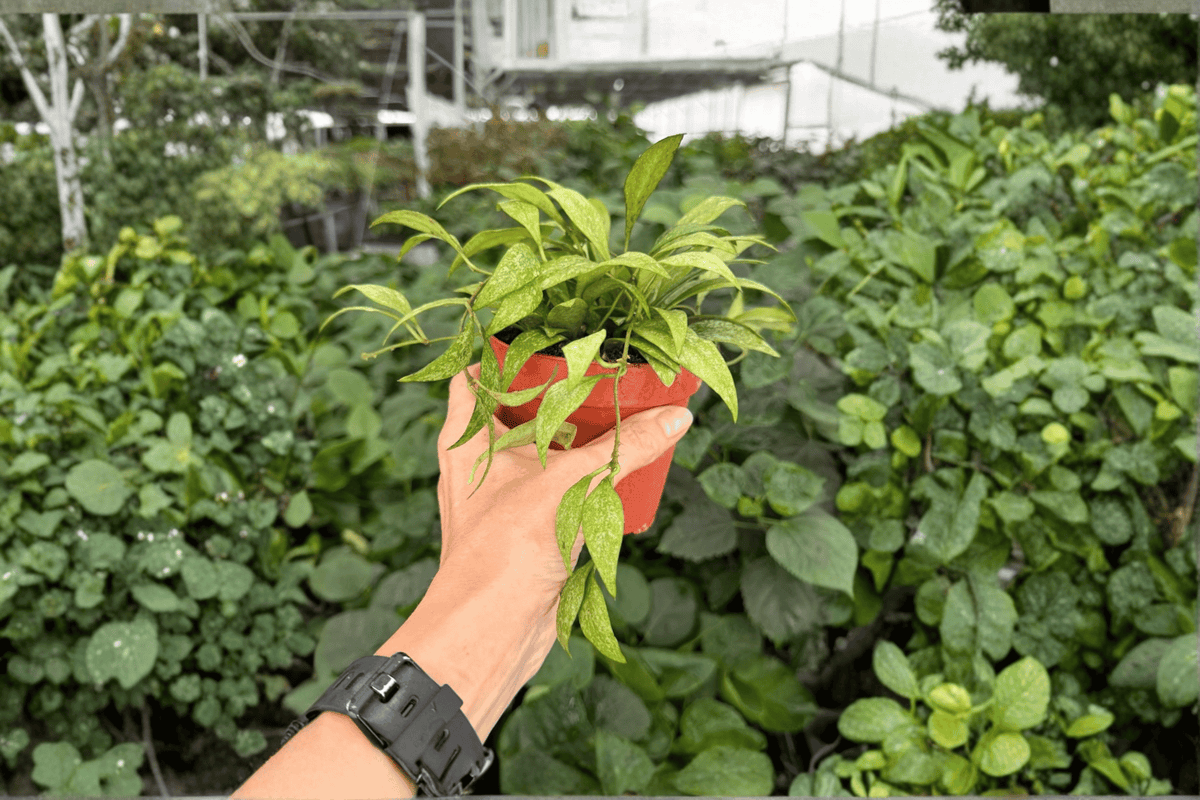 Hoya crassipetiolata 'Splash' - 2 Live Plants in 4-inch Pots