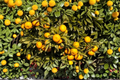 Miho Satsuma Mandarin Tree Live Plant - 1 Gallon Seedless Early Ripening Citrus