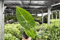 Alocasia Frydek 2 Live Plants in 4-Inch Pots | Alocasia micholitziana ‘Frydek’