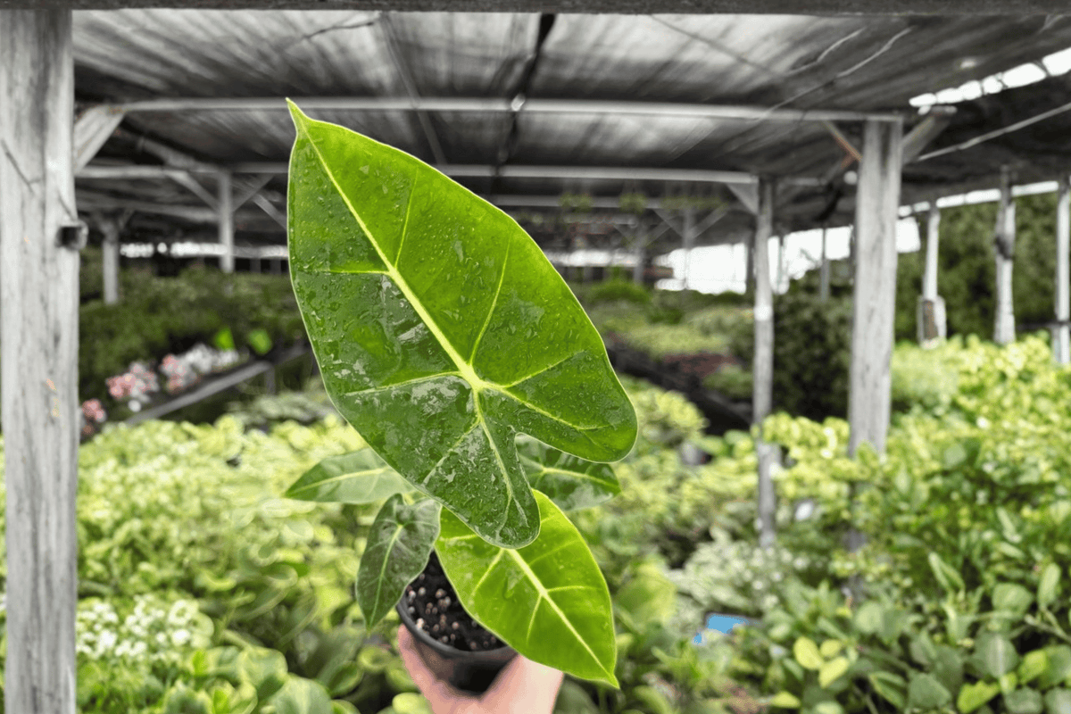 Alocasia Frydek 2 Live Plants in 4-Inch Pots | Alocasia micholitziana ‘Frydek’