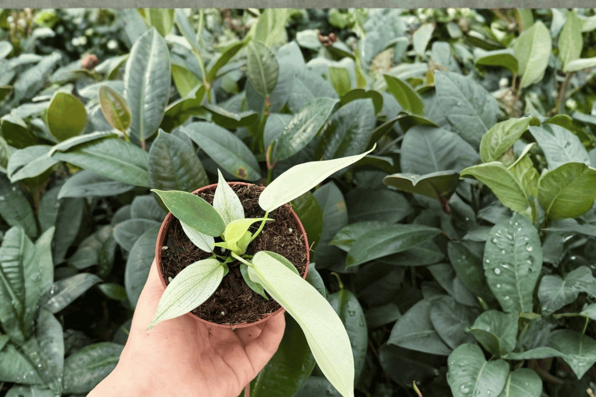 Philodendron Florida Ghost Mint - 2 Bare-Root Live Plants, 4-Inch Pot Size