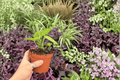 Anthurium AOS × Ferrari - 2 Bare Root Live Plants in 4-Inch Pots