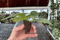 Birth of Galaxy African Violet Starter Plants - Streptocarpus ionanthus (2-Pack) Bare Root