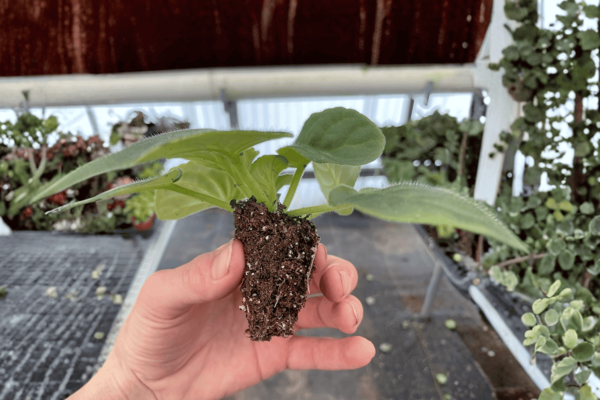 Birth of Galaxy African Violet Starter Plants - Streptocarpus ionanthus (2-Pack) Bare Root