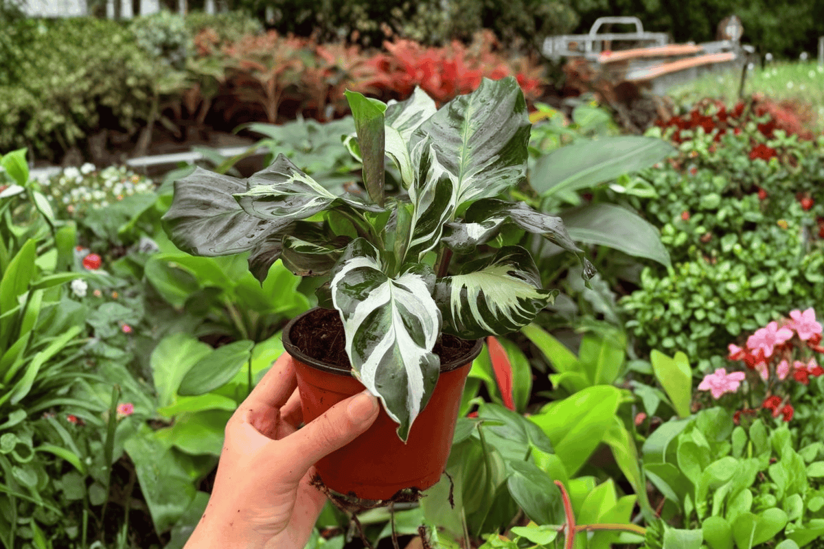 Calathea Stella – 2 Live Plants in 4" Pots