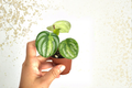 Peperomia Harmony Gold Dust Live Plant - 2 Inch Pot, Green/Gold Variegated Indoor Houseplant